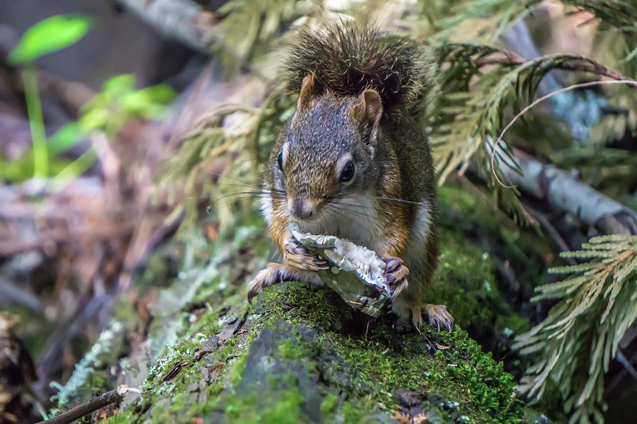 Wild Squirrel In Kootenai River Park Photograph by Alex Grichenko