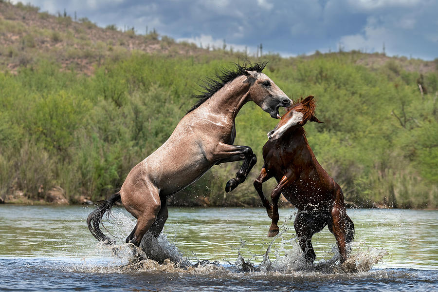 Wild Stallion Attack. Photograph by Paul Martin