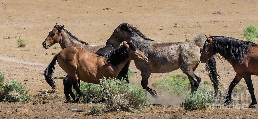 Horse Photograph - Wild Stallion Bachelor Herd. by Webb Canepa