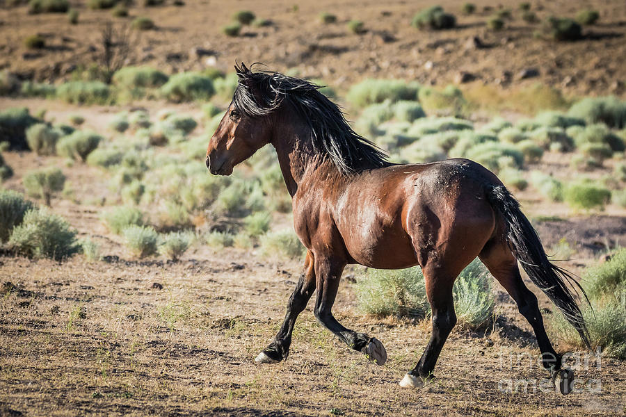 Wild Stallion Galloping Photograph by Webb Canepa - Pixels