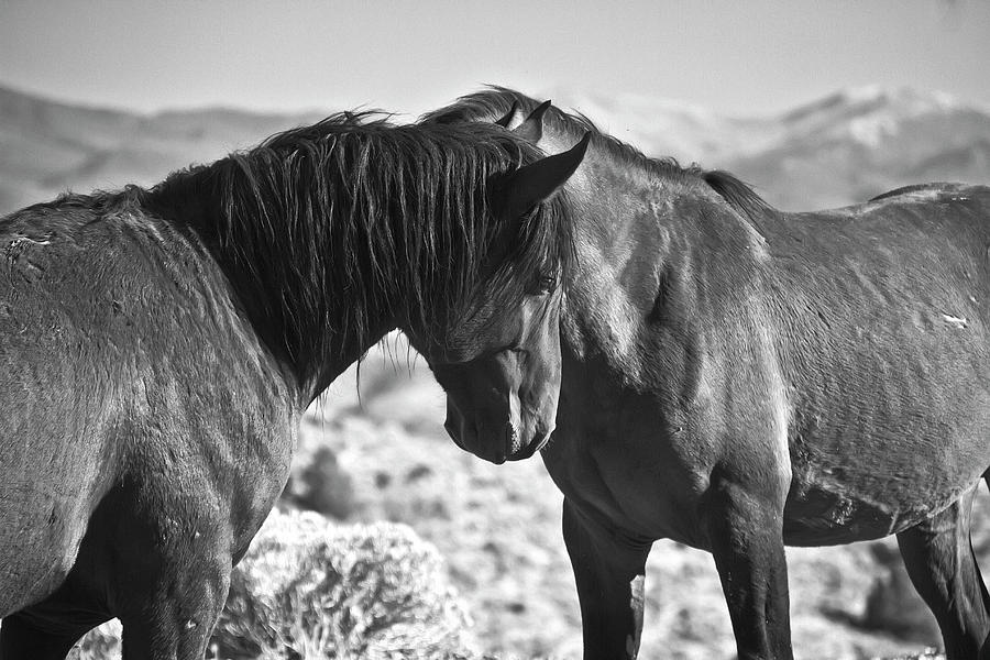 Wild Stallions Black and White Photograph by Waterdancer