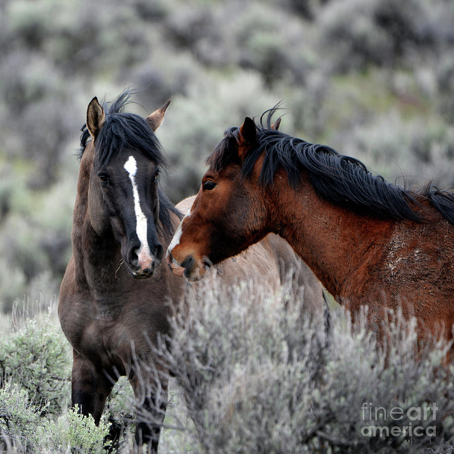 Wild Stallions Photograph by Denise Bruchman