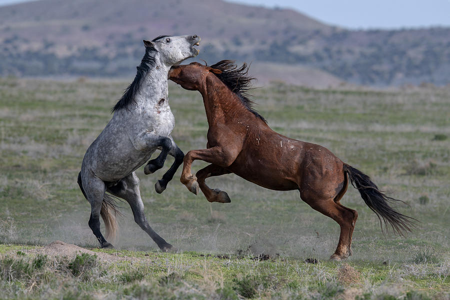 Wild Stallions Fighting Photograph by Kelly's Nature Photography