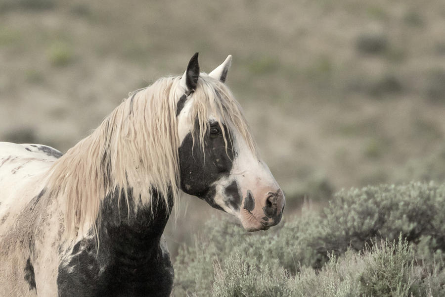  Wild Stallion Thor Photograph by Ronnie And Frances Howard