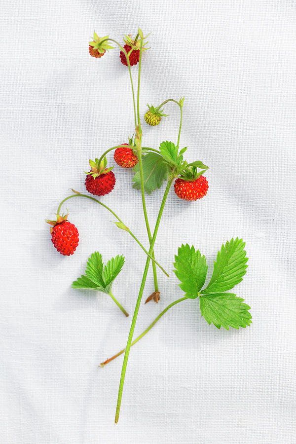 Wild Strawberries And Leaves On A Piece Of Linen Photograph by Sabine Lscher