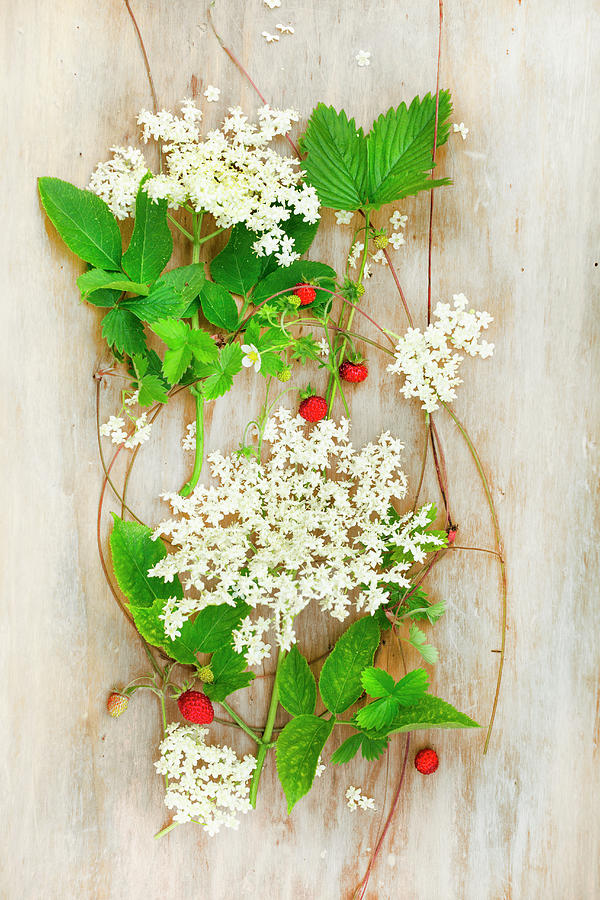 Wild Strawberries And Leaves With Elderflower Umbels On A Wooden Surface Photograph by Sabine Lscher