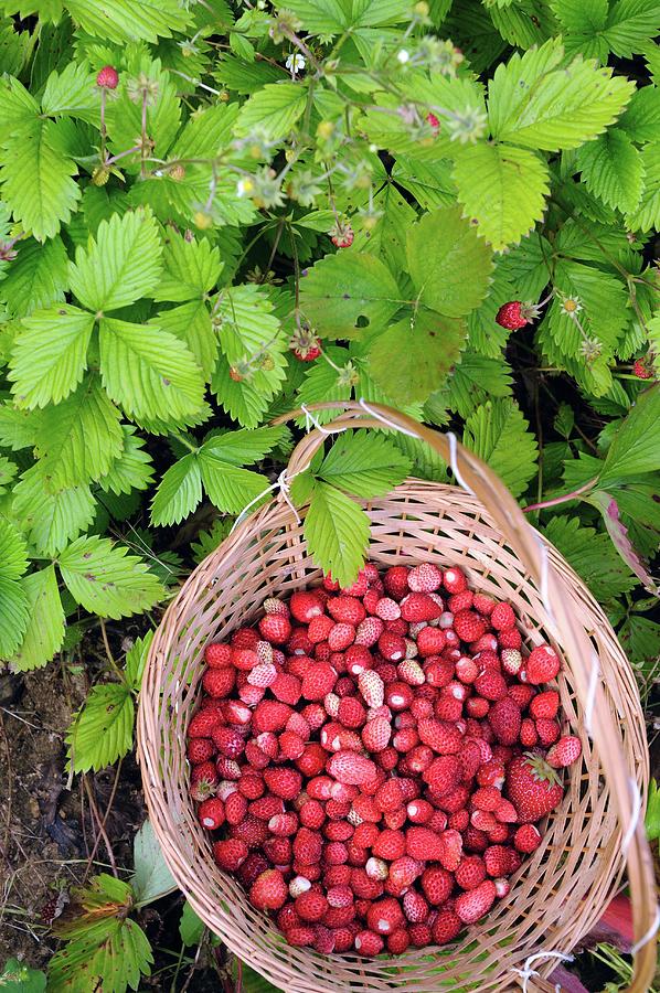 Wild Strawberries In A Basket Between Wild Strawberry Plants Photograph by Mario Matassa