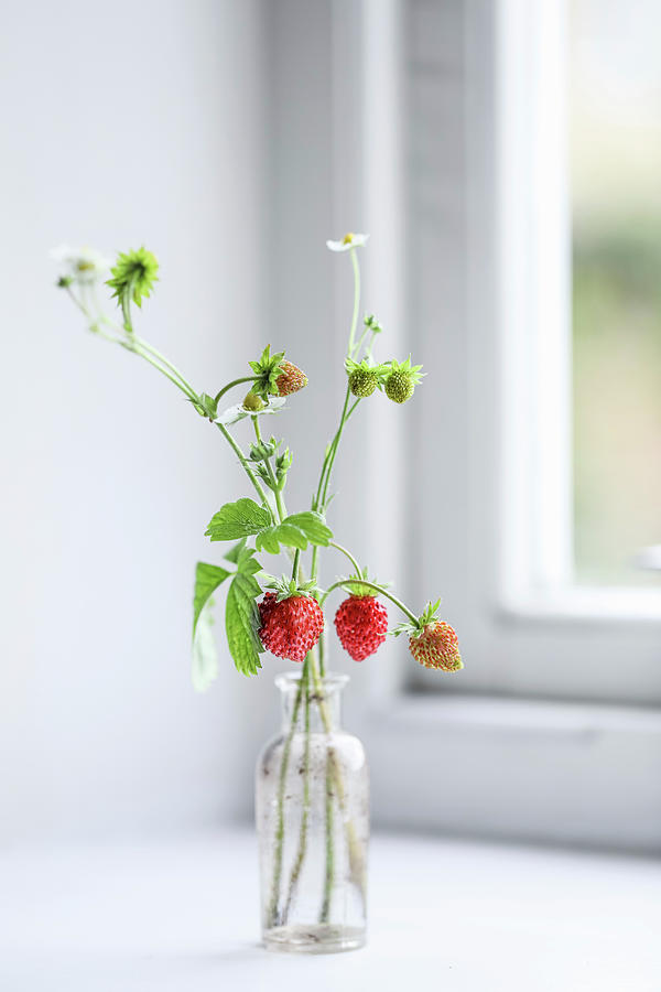 Wild Strawberries In Glass Vase On Windowsill Photograph by Joan Ransley