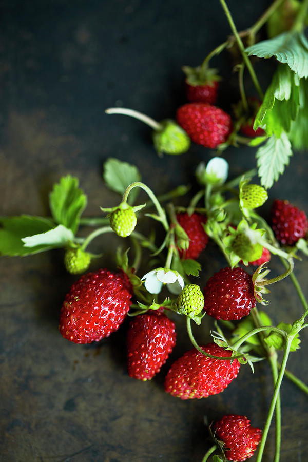 Wild Strawberries On A Sprig Photograph by Katrin Winner