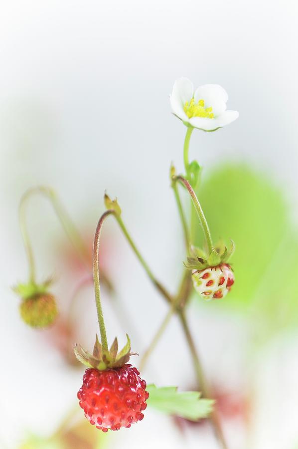 Wild Strawberries With Flowers And Fruit close-up Photograph by Achim Sass
