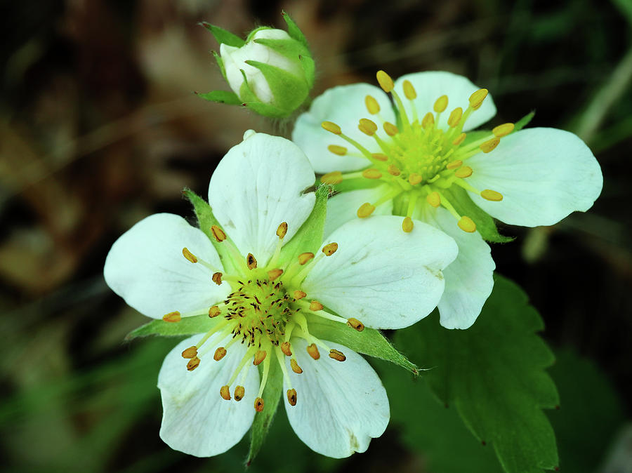 Wild Strawberry Blooms Photograph by Scott Kingery