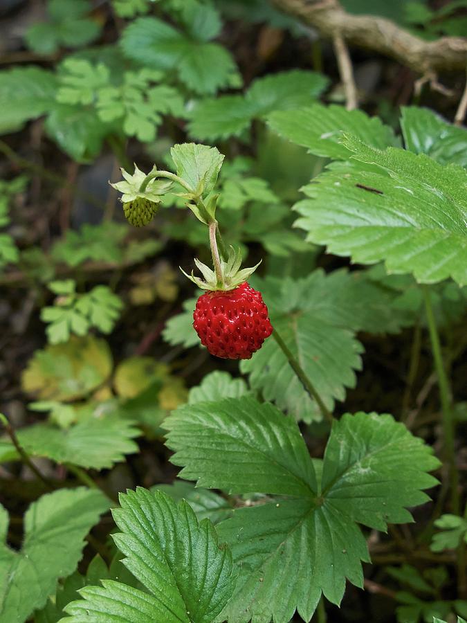 Wild Strawberry On The Plant Photograph by Miriam Rapado