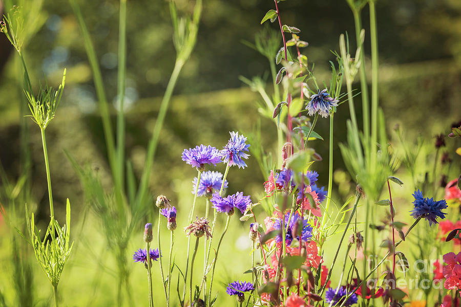Wild summer meadow Photograph by Sophie McAulay