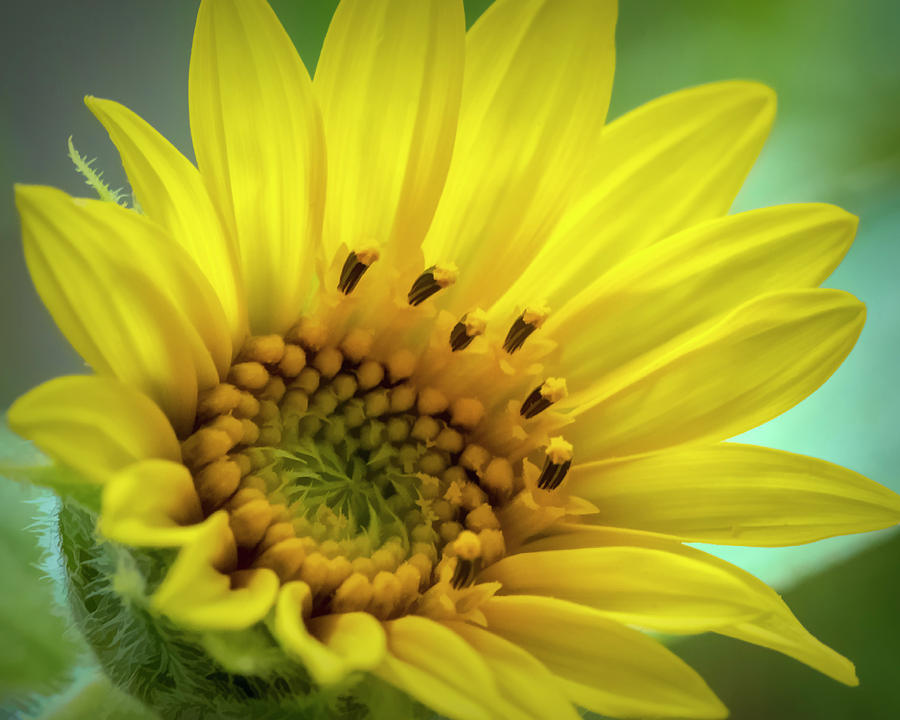 Wild Sunflower Photograph by Cathy Kovarik