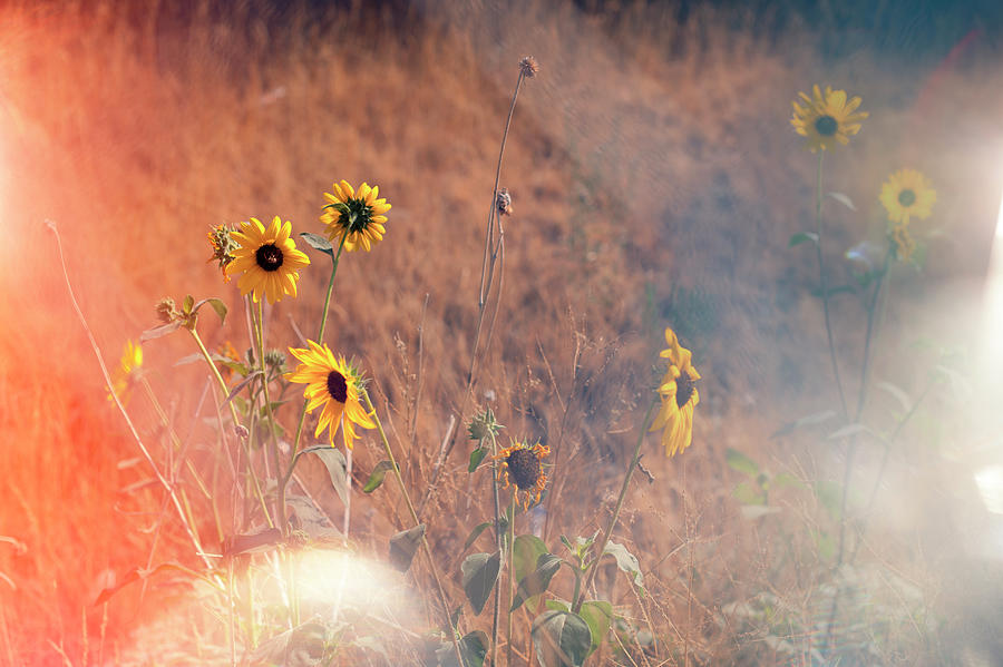 Wild Sunflowers In A Grassy Field Photograph by Devon Strong