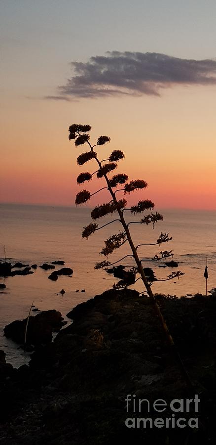 Sunset Photograph - Wild Sunset by Paola Baroni Sunset Photograph - Wild Sunset by Paola Baroni