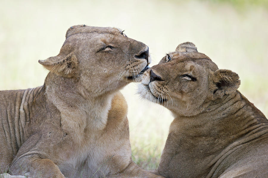 Lion Photograph - Wild Tenderness by Marco Pozzi