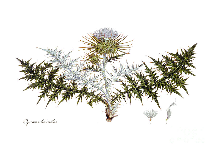 Nature Drawing - Wild thistle by Ferdinand Bauer