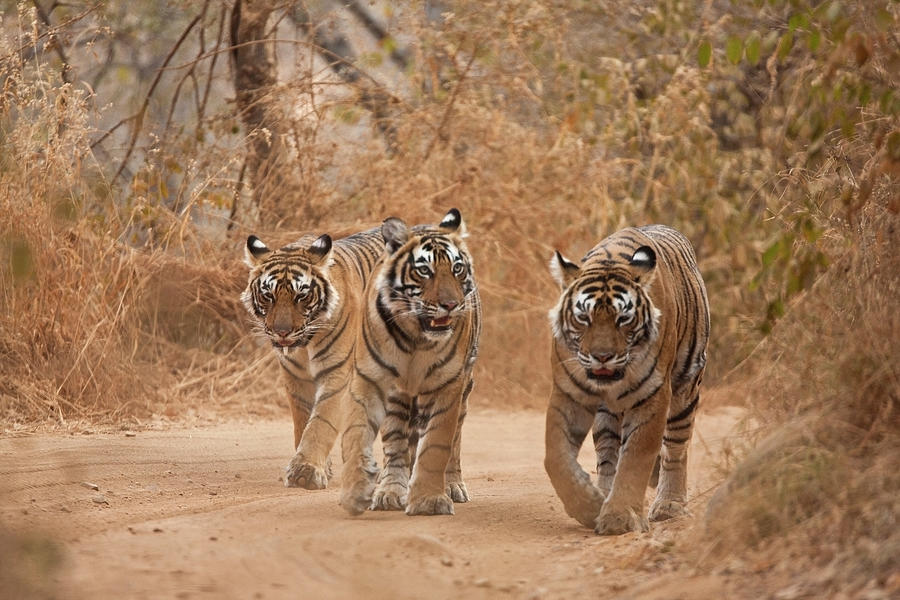 Wild Tiger Family Walking On A Forest by Aditya Singh
