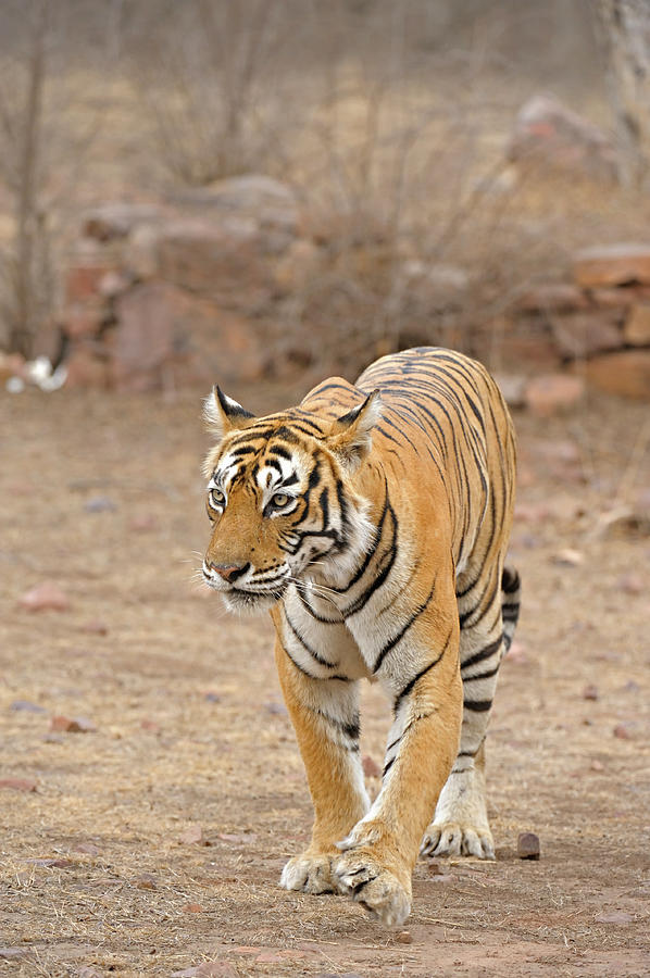 Wild Tiger In Ranthambore Photograph by Aditya Singh Wild Tiger In Ranthambore Photograph by Aditya Singh