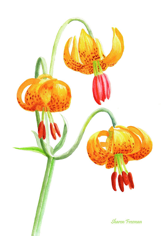 Lily Painting - Wild Tiger Lilies by Sharon Freeman
