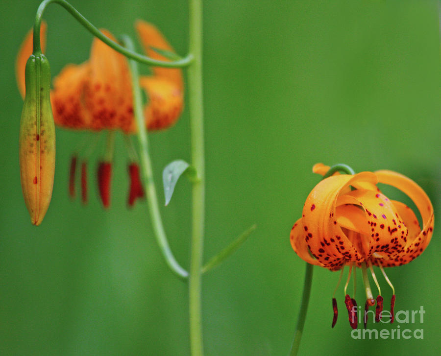Wild Tiger Lily Photograph by Terri Brewster