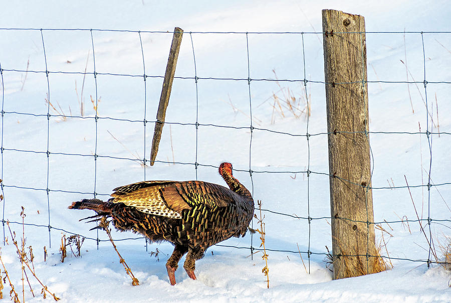 Wild Turkey 2 Photograph by Steve Harrington