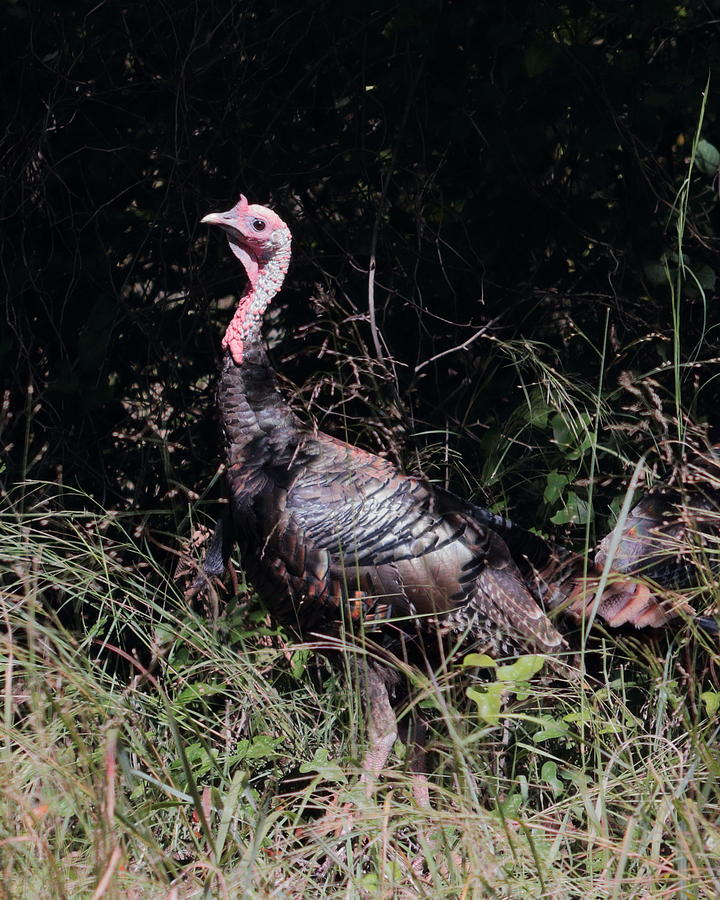 Wild Turkey 3213 Photograph by John Moyer