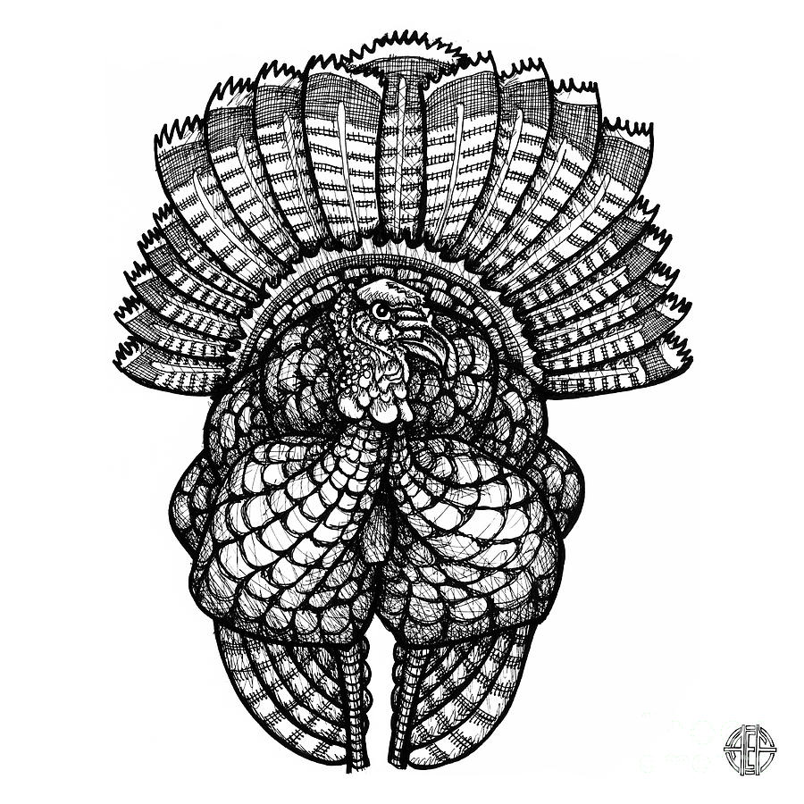 Wild Turkey Drawing by Amy E Fraser