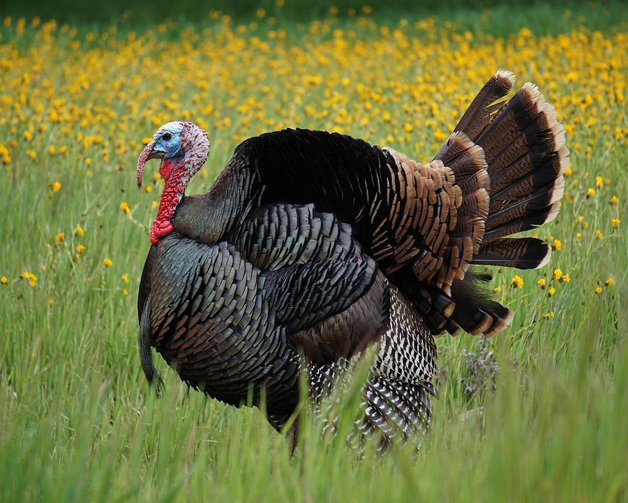 Wild Turkey Photograph by Brett Harvey