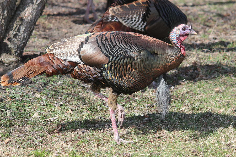 Bird Photograph - Wild Turkey by Callen Harty Bird Photograph - Wild Turkey by Callen Harty