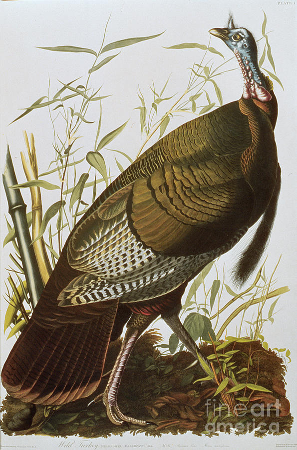 Wild Turkey, From birds Of America, Published 1829 Photograph by John James Audubon