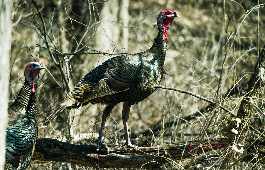 Wild Turkey Hens Photograph by Ed Peterson