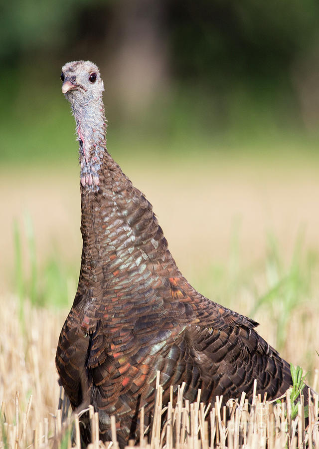 Wild Turkey Photograph by Jeannette Hunt