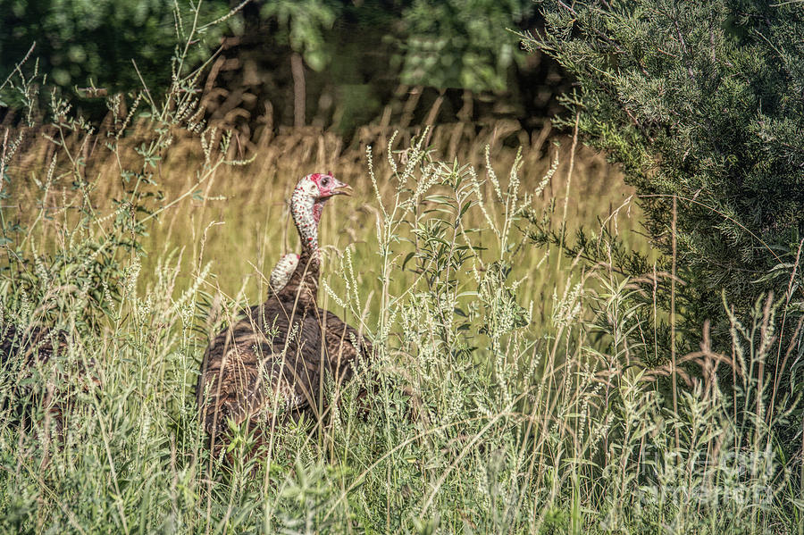 Wild Turkey Photograph by Lynn Sprowl