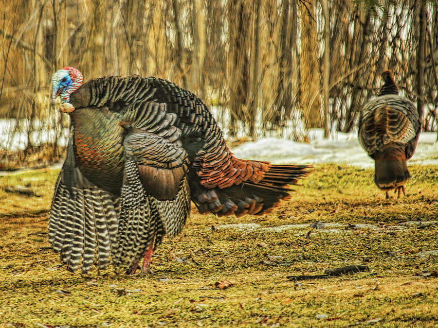 Wild Turkey Mating Dance Photograph by Dale Kauzlaric