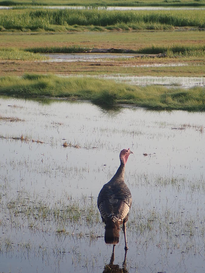 Wild Turkey of the Salt Marsh Photograph by Robert Nickologianis - Fine ...