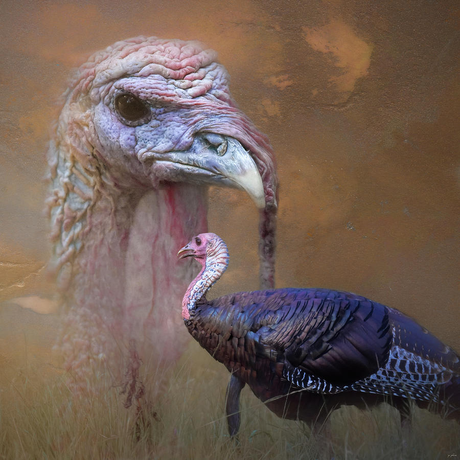Wild Turkey Portrait Photograph by Jai Johnson
