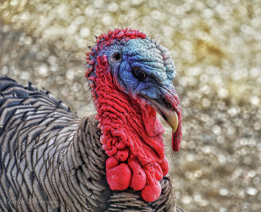 Wild Turkey Portrait Photograph by Kathi Isserman