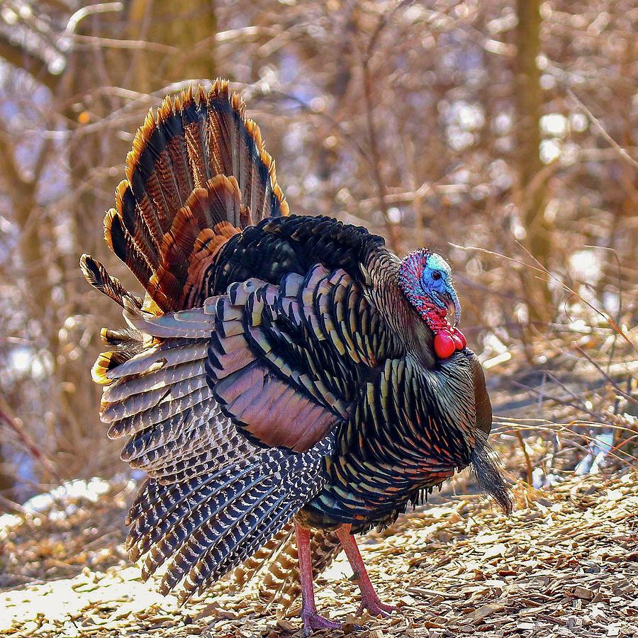 Wild Turkey Photograph by Susan Rydberg