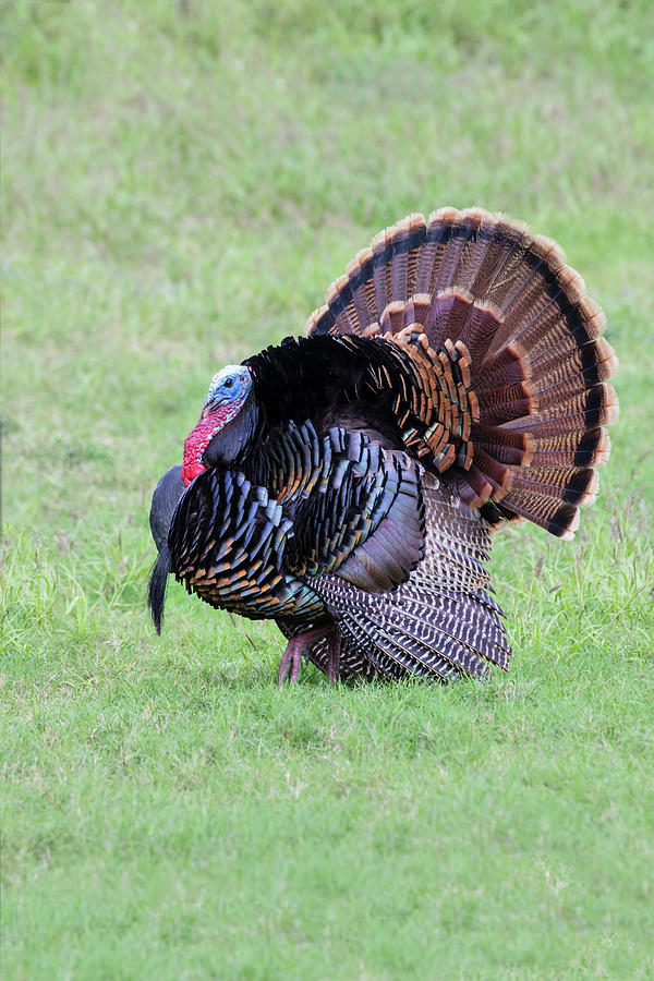 Wild Turkeymale Strutting Behavior Photograph by Larry Ditto - Fine Art ...