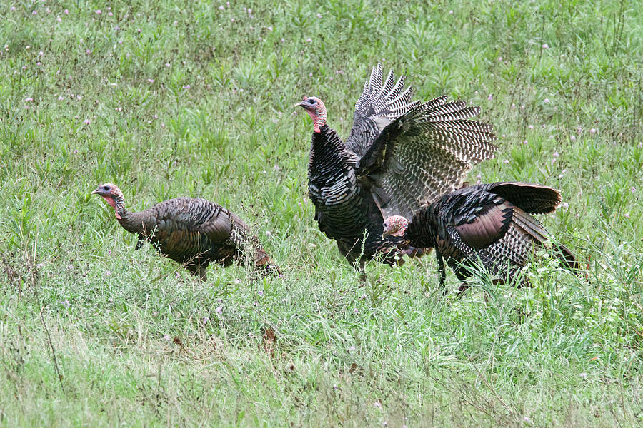 Wild Turkeys 7731 Photograph by Michael Peychich