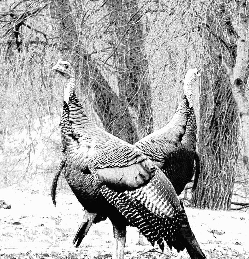 Wild Turkeys in Black and White Photograph by Curtis Tilleraas