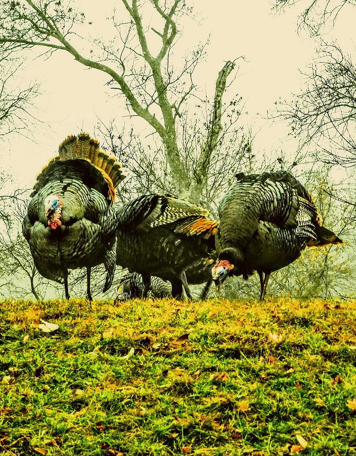 Wild Turkeys on a Fall Day Photograph by Curtis Tilleraas