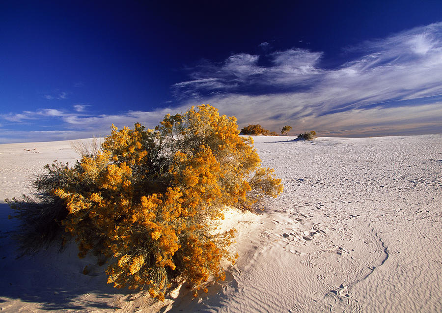 Wild Vegetation In Desert Digital Art by Massimo Borchi
