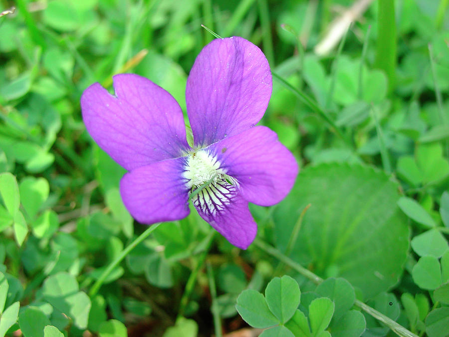 Nature Photograph - Wild Violet by Audrey