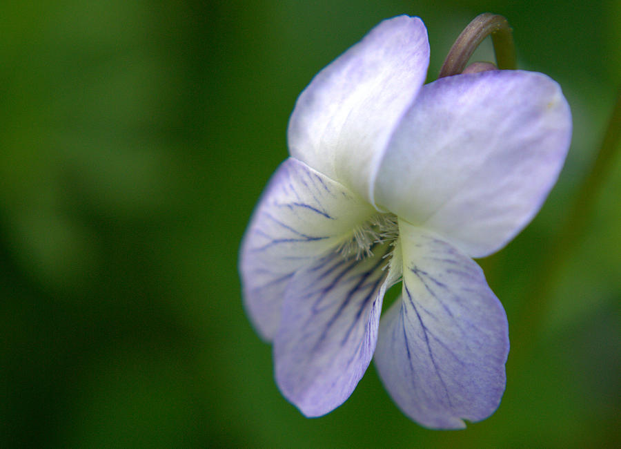 Wild Violet Flower Photograph by Gaby Ethington