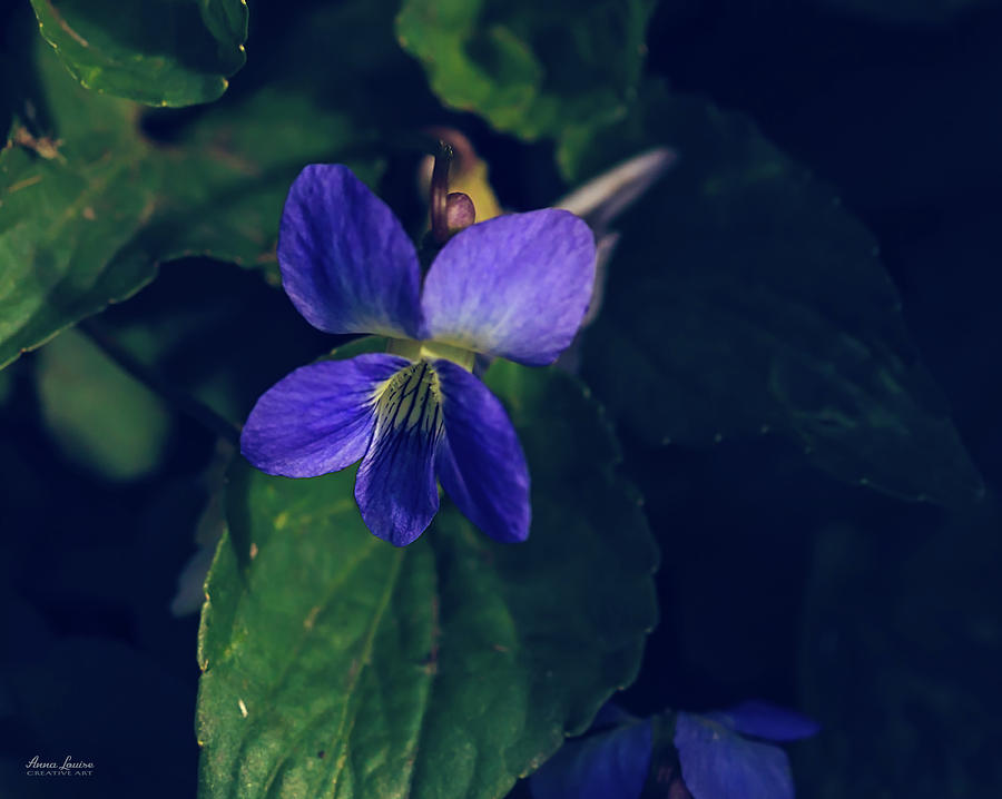Wild Violets Photograph by Anna Louise