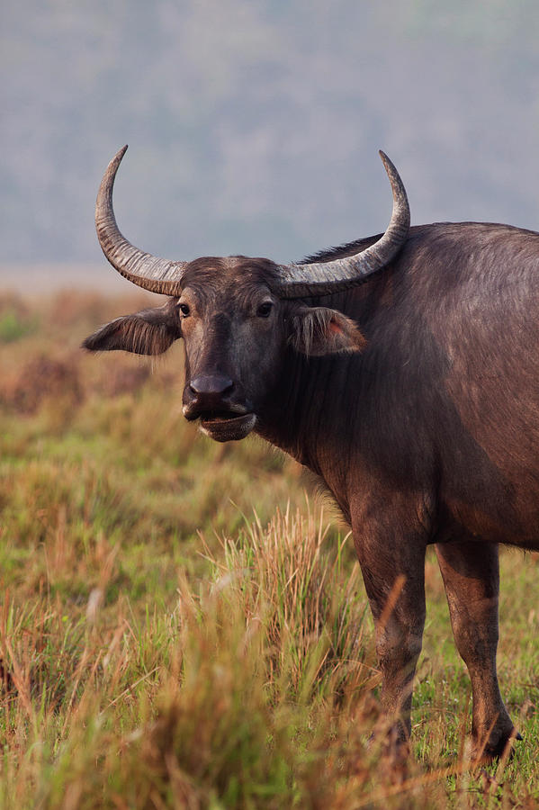 Wild Water Buffalo Bubalus Arnee Photograph By Danita Delimont