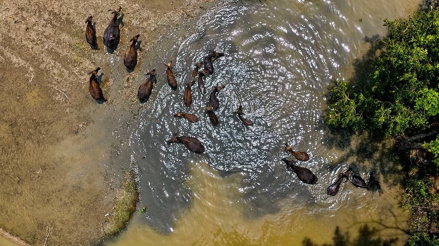 Nature Photograph - Wild Water Buffalos by Mostafijur Rahman Nasim
